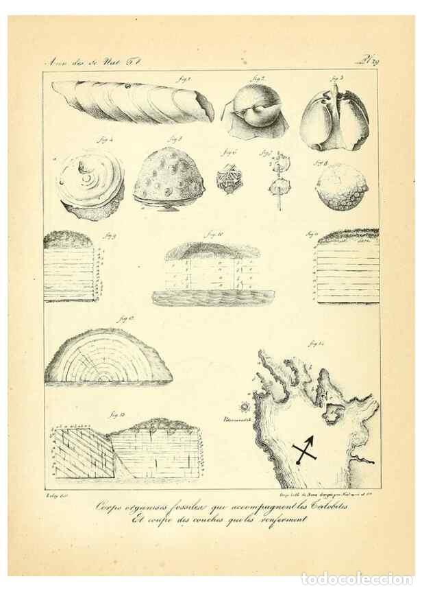 Coleccionismo de Revistas y Peri&oacute;dicos: Reproducci&oacute;n/Reproduction 49773645532: Annales des sciences naturelles :. Paris :Crochard. - Feuguer