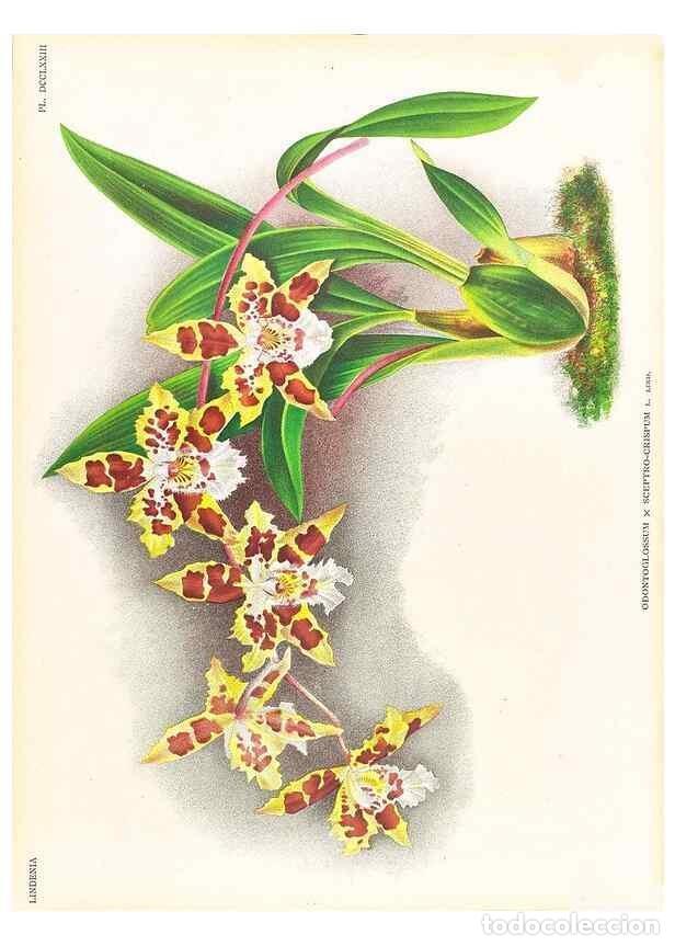 Coleccionismo de Revistas y Peri&oacute;dicos: Reproducci&oacute;n/Reproduction 49757308301: Lindenia :. Gand [Belgium] :Impr. F. Meyer-van Loo,1885-1906.