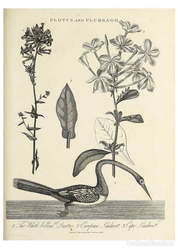 Coleccionismo de Revistas y Peri&oacute;dicos: Reproducci&oacute;n/Reproduction 49757571002: Encyclopaedia londinensis, or, Universal dictionary of arts,