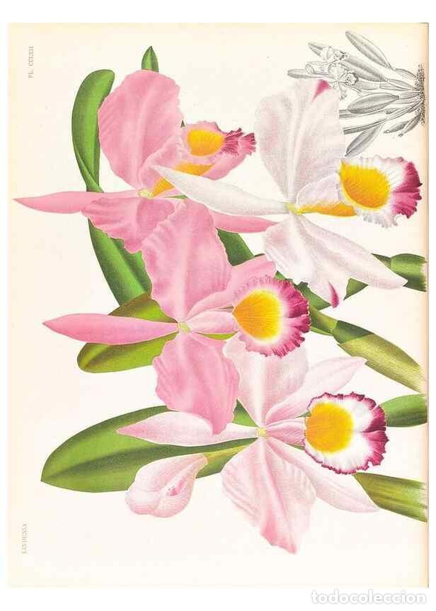 Coleccionismo de Revistas y Peri&oacute;dicos: Reproducci&oacute;n/Reproduction 49757573922: Lindenia :. Gand [Belgium] :Impr. F. Meyer-van Loo,1885-1906.