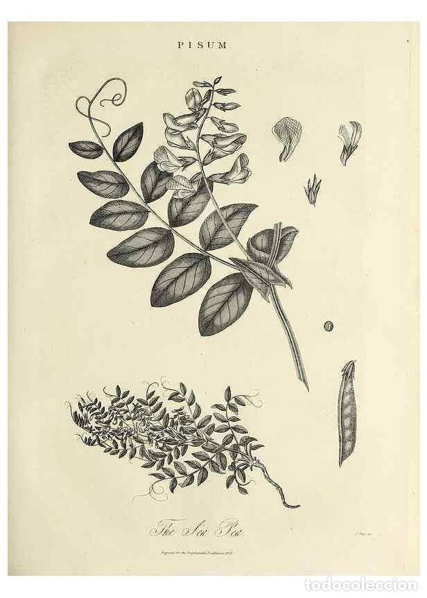 Collectionnisme de Revues et Journaux: Reproducci&oacute;n/Reproduction 49757234386: Encyclopaedia londinensis, or, Universal dictionary of arts,