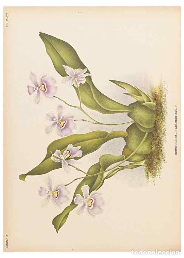 Collectionnisme de Revues et Journaux: Reproducci&oacute;n/Reproduction 49757622562: Lindenia :. Gand [Belgium] :Impr. F. Meyer-van Loo,1885-1906.