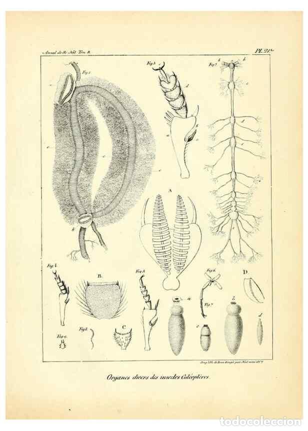 Collectionnisme de Revues et Journaux: Reproducci&oacute;n/Reproduction 49773322071: Annales des sciences naturelles :. Paris :Crochard. - Feuguer