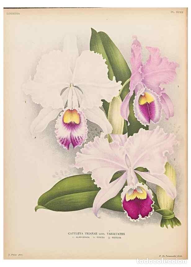 Collectionnisme de Revues et Journaux: Reproducci&oacute;n/Reproduction 49756761088: Lindenia :. Gand [Belgium] :Impr. F. Meyer-van Loo,1885-1906.