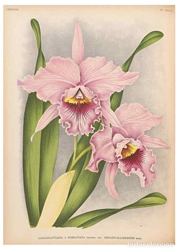 Collectionnisme de Revues et Journaux: Reproducci&oacute;n/Reproduction 49757281436: Lindenia :. Gand [Belgium] :Impr. F. Meyer-van Loo,1885-1906.