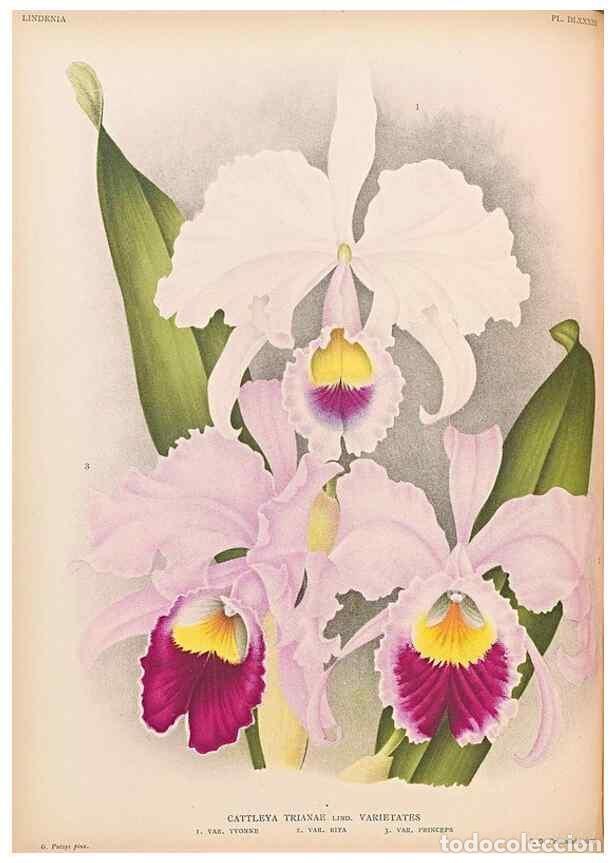 Collectionnisme de Revues et Journaux: Reproducci&oacute;n/Reproduction 49757276176: Lindenia :. Gand [Belgium] :Impr. F. Meyer-van Loo,1885-1906.