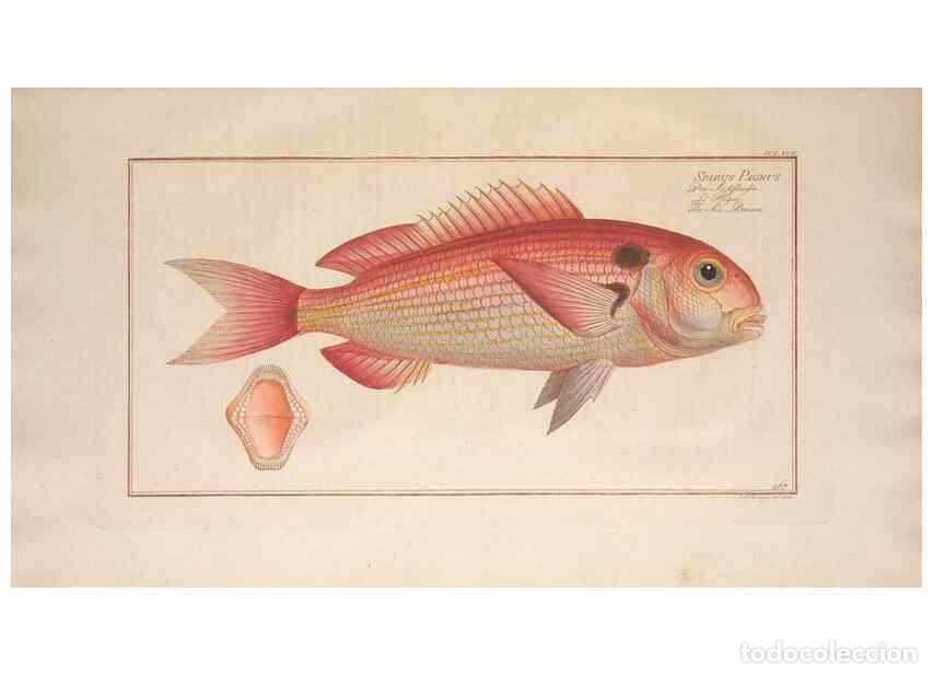 Collectionnisme de Revues et Journaux: Reproducci&oacute;n/Reproduction 49773755913: Ichtyologie, ou, Histoire naturelle, g&eacute;n&eacute;rale et particuli&egrave;re