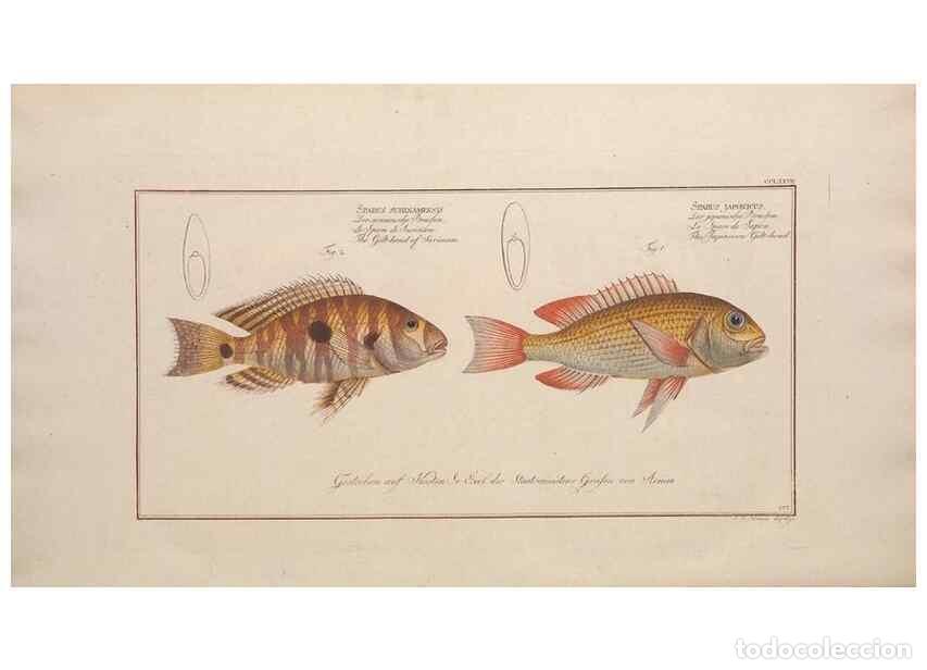 Collection Magazines and Newspapers: Reproducci&oacute;n/Reproduction 49773760228: Ichtyologie, ou, Histoire naturelle, g&eacute;n&eacute;rale et particuli&egrave;re