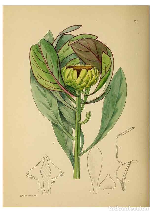 Coleccionismo de Revistas y Peri&oacute;dicos: Reproducci&oacute;n/Reproduction 49758069732: The Flowering plants of Africa.. Pretoria [etc.]Botanical Res