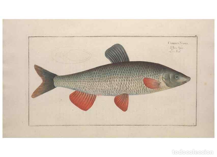 Coleccionismo de Revistas y Peri&oacute;dicos: Reproducci&oacute;n/Reproduction 49769462947: Ichtyologie, ou, Histoire naturelle, g&eacute;n&eacute;rale et particuli&egrave;re