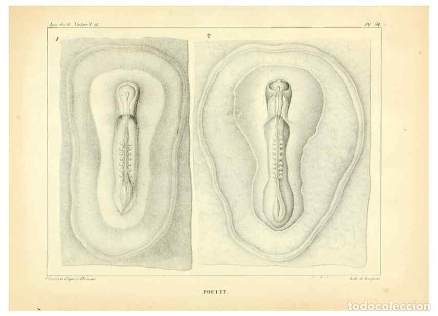 Collection Magazines and Newspapers: Reproducci&oacute;n/Reproduction 49773665732: Annales des sciences naturelles :. Paris :Crochard. - Feuguer