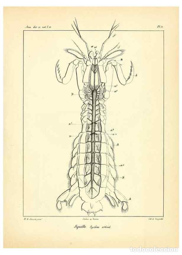 Collection Magazines and Newspapers: Reproducci&oacute;n/Reproduction 49772800853: Annales des sciences naturelles :. Paris :Crochard. - Feuguer