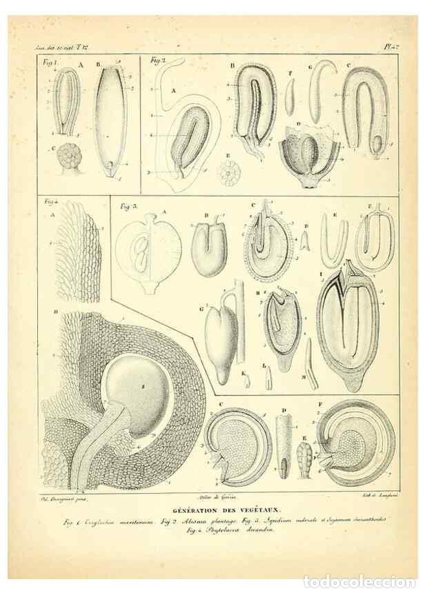Collection Magazines and Newspapers: Reproducci&oacute;n/Reproduction 49772803458: Annales des sciences naturelles :. Paris :Crochard. - Feuguer