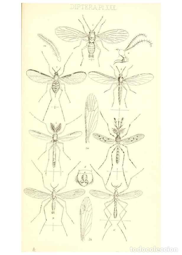 Collection Magazines and Newspapers: Reproducci&oacute;n/Reproduction 49771082897: Insecta Britanica : Diptera / by Francis Walker.. London :Ree