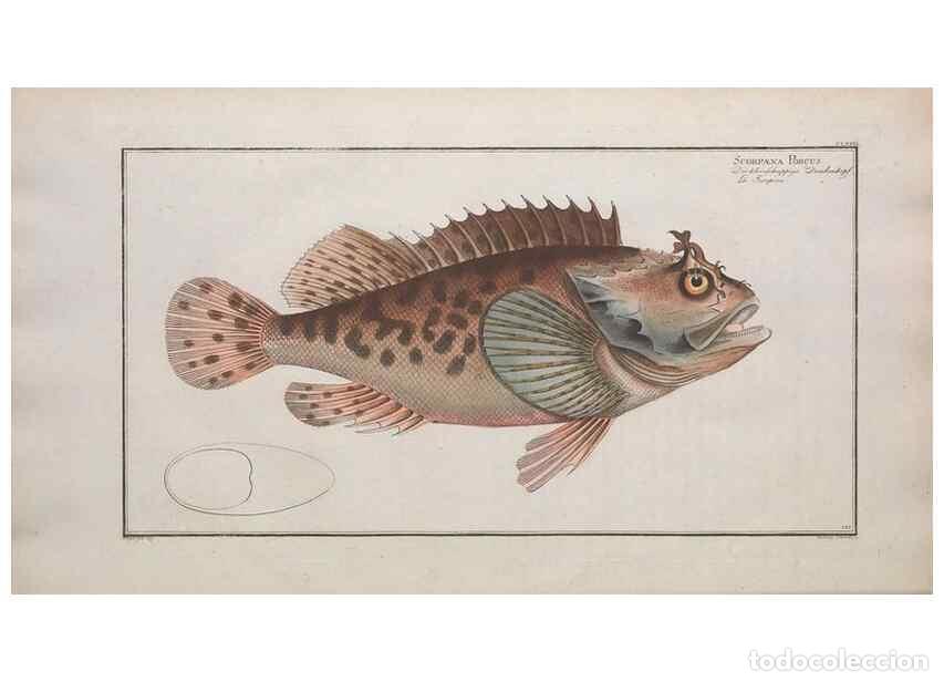 Collection Magazines and Newspapers: Reproducci&oacute;n/Reproduction 49774039497: Ichtyologie, ou, Histoire naturelle, g&eacute;n&eacute;rale et particuli&egrave;re