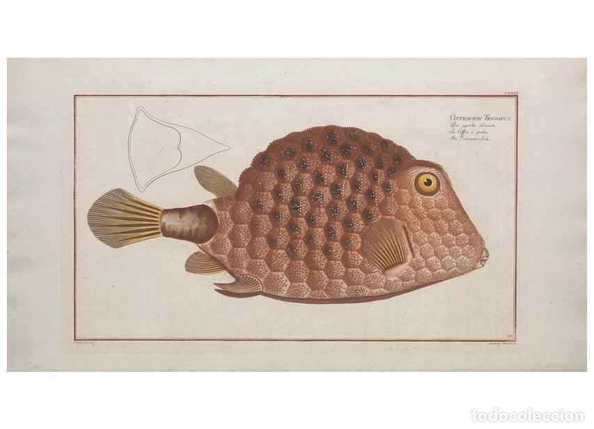 Collezionismo di Riviste e Giornali: Reproducci&oacute;n/Reproduction 49769972813: Ichtyologie, ou, Histoire naturelle, g&eacute;n&eacute;rale et particuli&egrave;re