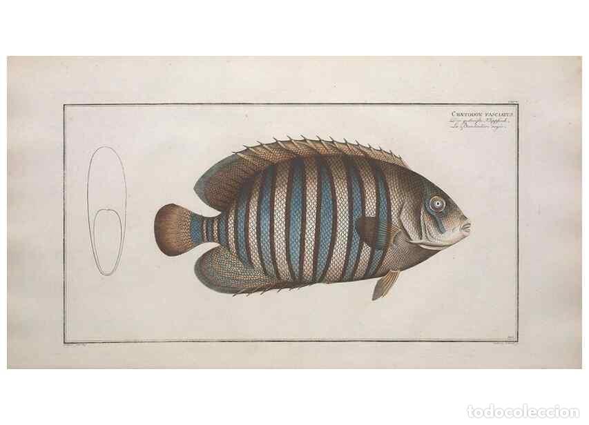 Collezionismo di Riviste e Giornali: Reproducci&oacute;n/Reproduction 49774044822: Ichtyologie, ou, Histoire naturelle, g&eacute;n&eacute;rale et particuli&egrave;re