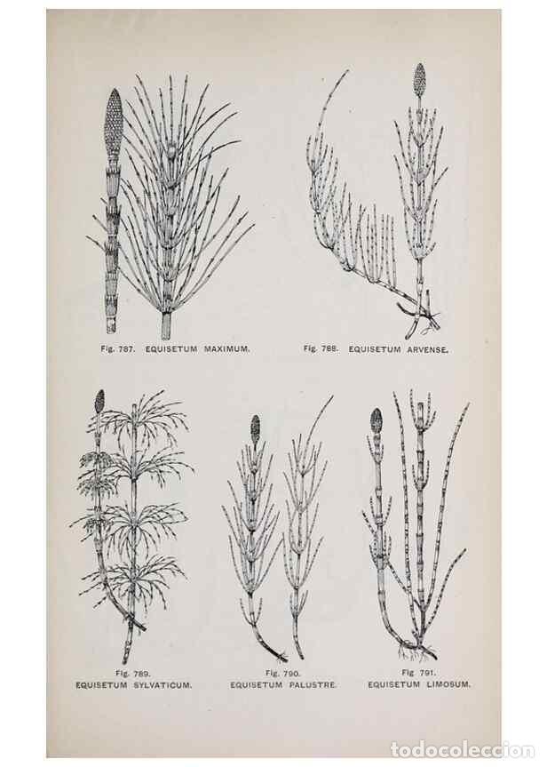 Collection Magazines and Newspapers: Reproducci&oacute;n/Reproduction 49743625472: The flora of the Liverpool district /. Liverpool :D. Marples