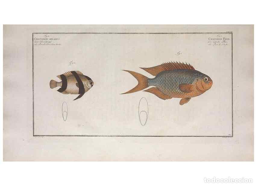 Collection Magazines and Newspapers: Reproducci&oacute;n/Reproduction 49773717436: Ichtyologie, ou, Histoire naturelle, g&eacute;n&eacute;rale et particuli&egrave;re