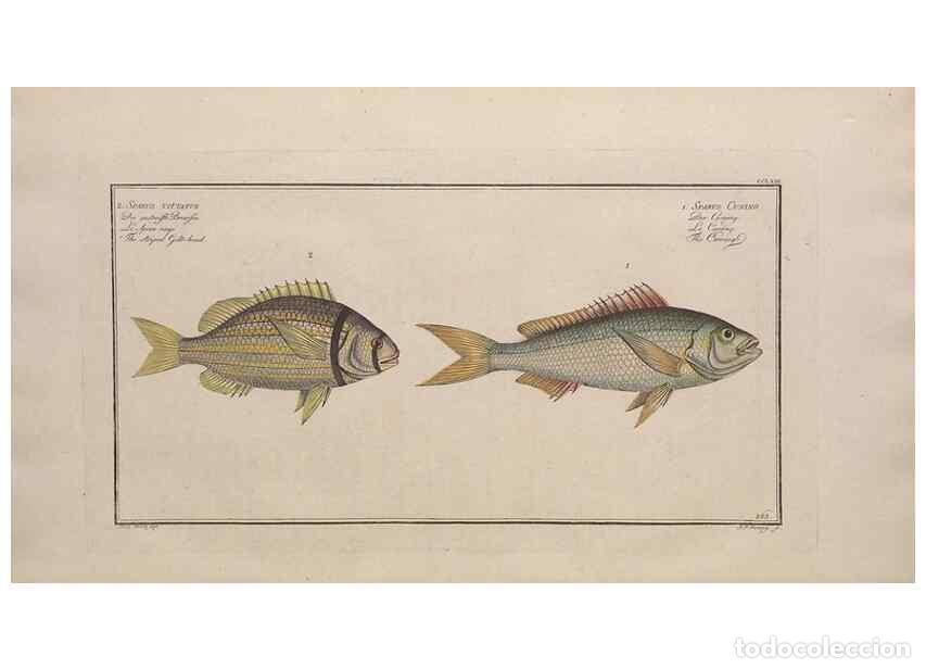 Collection Magazines and Newspapers: Reproducci&oacute;n/Reproduction 49774283921: Ichtyologie, ou, Histoire naturelle, g&eacute;n&eacute;rale et particuli&egrave;re