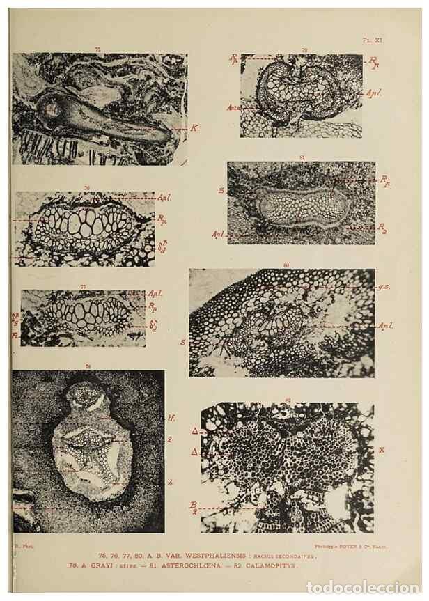 Collection Magazines and Newspapers: Reproducci&oacute;n/Reproduction 49743552116: Etudes sur la fronde des Zygopt&eacute;rid&eacute;es.. Lille,Impr. L. Danel