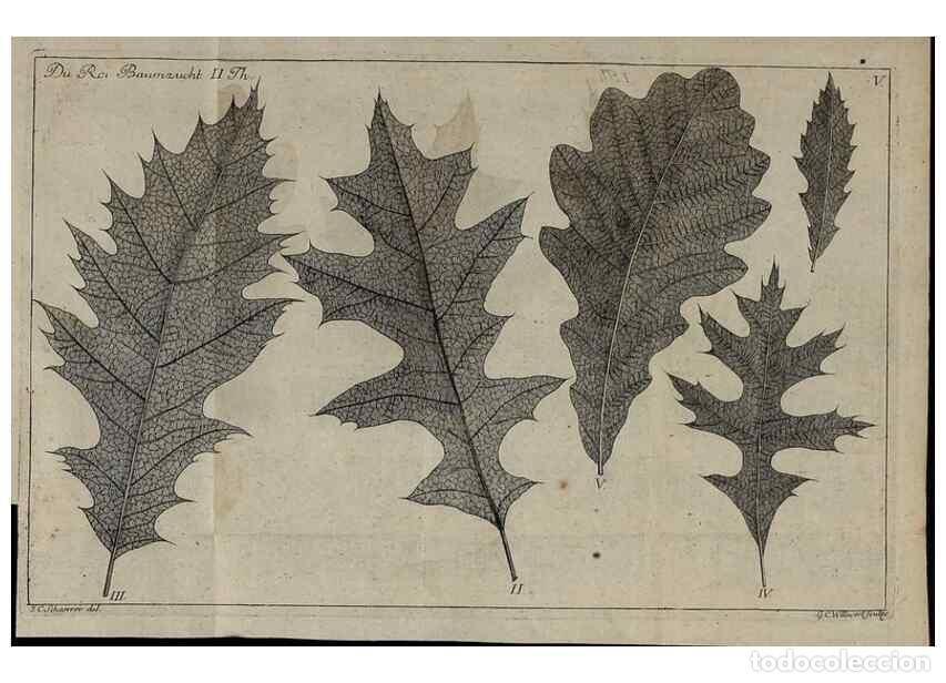 Collection Magazines and Newspapers: Reproducci&oacute;n/Reproduction 49743907847: Die Harbkesche wilde Baumzucht theils Nordamerikanischer und