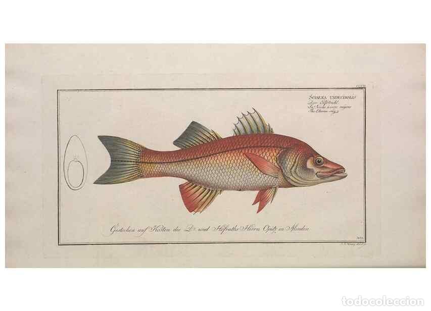 Collection Magazines and Newspapers: Reproducci&oacute;n/Reproduction 49774807822: Ichtyologie, ou, Histoire naturelle, g&eacute;n&eacute;rale et particuli&egrave;re