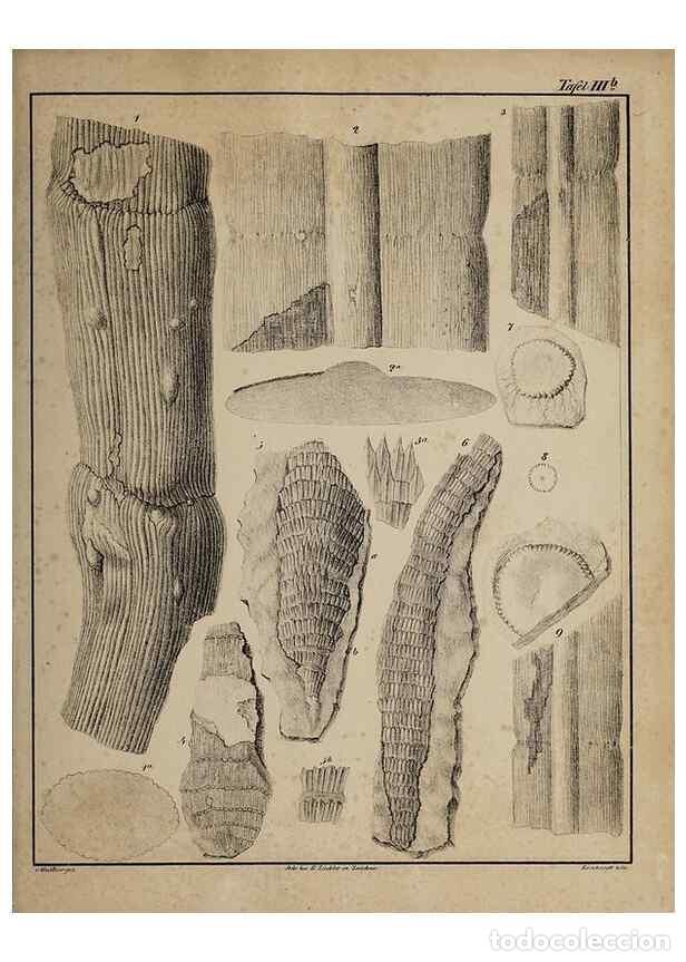 Collection Magazines and Newspapers: Reproducci&oacute;n/Reproduction 49743348976: Abdr&uuml;cke und Versteinerungen des Zwickauer Schwarzkohlengebir