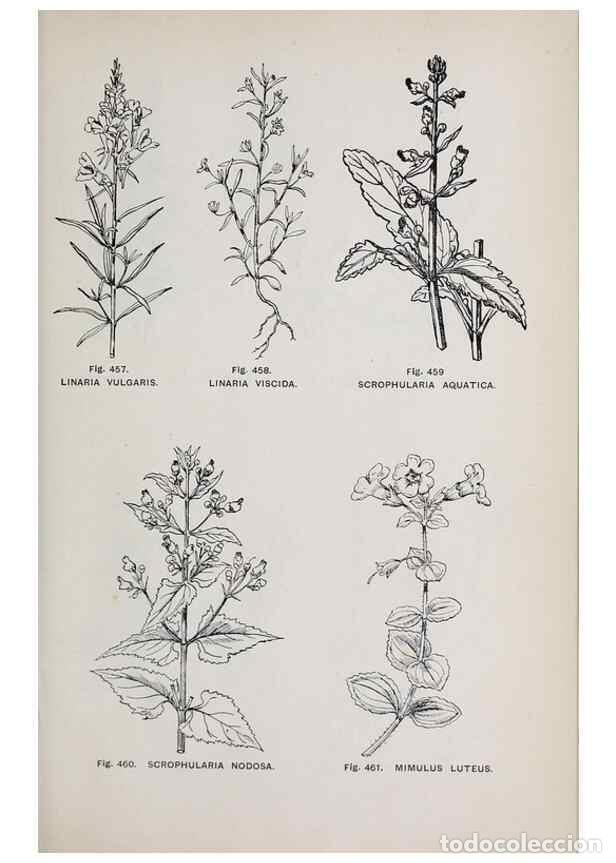 Colecionismo de Revistas e Jornais: Reproducci&oacute;n/Reproduction 49743603327: The flora of the Liverpool district /. Liverpool :D. Marples