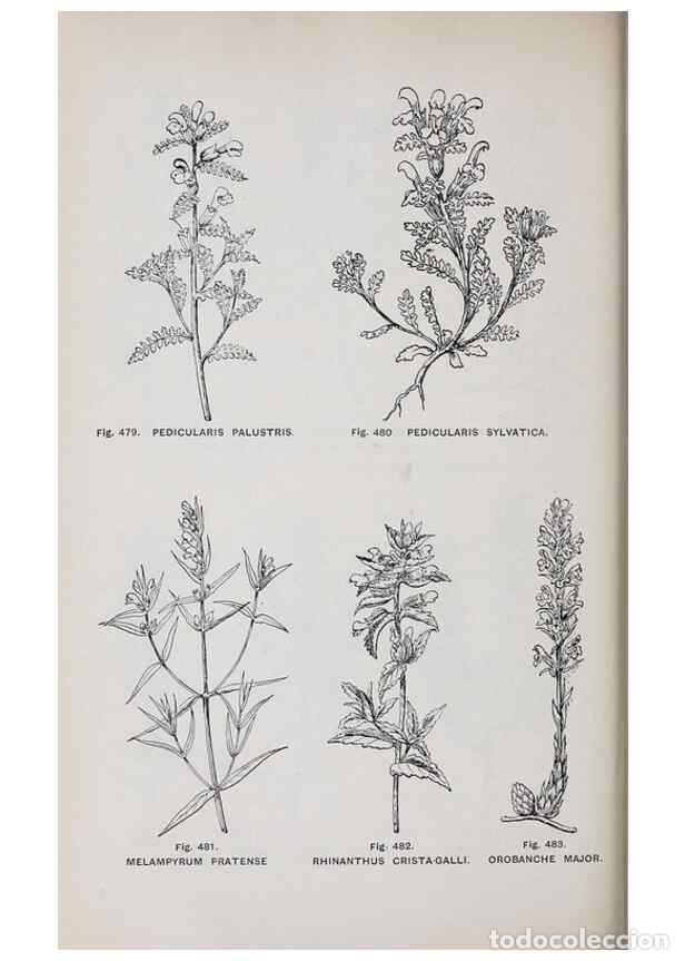 Colecionismo de Revistas e Jornais: Reproducci&oacute;n/Reproduction 49742734223: The flora of the Liverpool district /. Liverpool :D. Marples