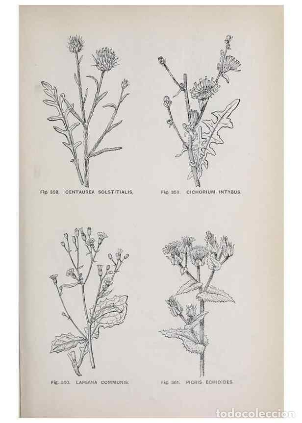 Colecionismo de Revistas e Jornais: Reproducci&oacute;n/Reproduction 49742726018: The flora of the Liverpool district /. Liverpool :D. Marples