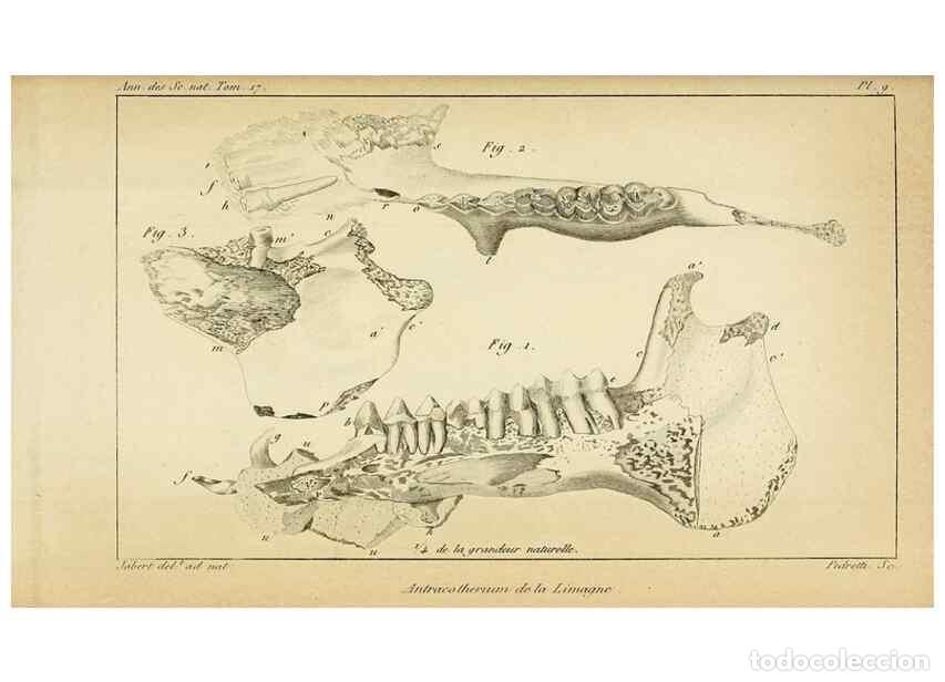 Colecionismo de Revistas e Jornais: Reproducci&oacute;n/Reproduction 49774144211: Annales des sciences naturelles :. Paris :Crochard. - Feuguer