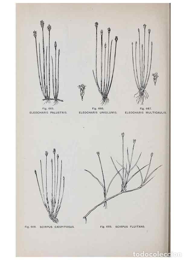 Colecionismo de Revistas e Jornais: Reproducci&oacute;n/Reproduction 49742747468: The flora of the Liverpool district /. Liverpool :D. Marples