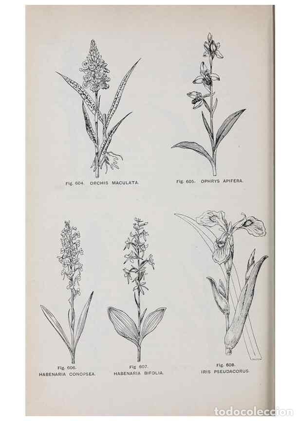 Colecionismo de Revistas e Jornais: Reproducci&oacute;n/Reproduction 49742743103: The flora of the Liverpool district /. Liverpool :D. Marples