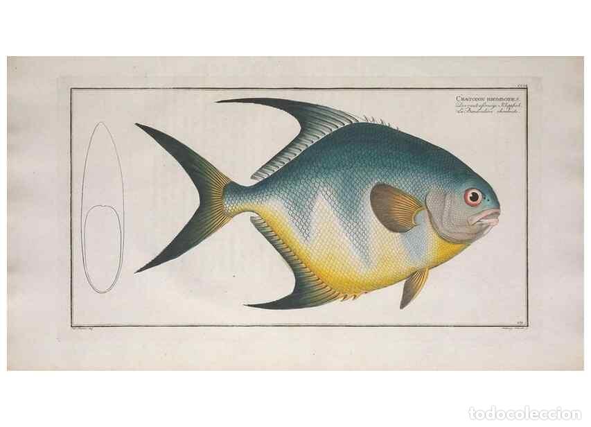 Colecionismo de Revistas e Jornais: Reproducci&oacute;n/Reproduction 49773189738: Ichtyologie, ou, Histoire naturelle, g&eacute;n&eacute;rale et particuli&egrave;re