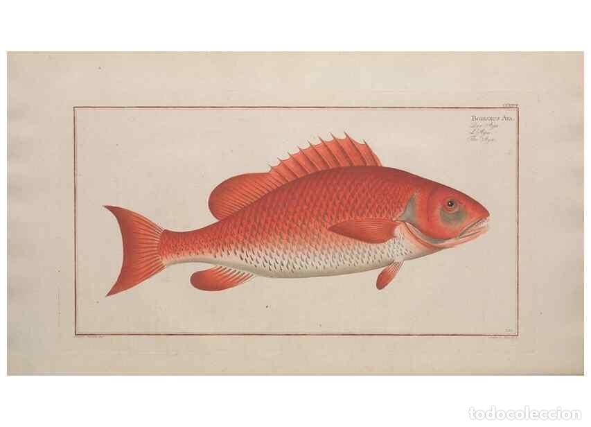 Colecionismo de Revistas e Jornais: Reproducci&oacute;n/Reproduction 49774603092: Ichtyologie, ou, Histoire naturelle, g&eacute;n&eacute;rale et particuli&egrave;re