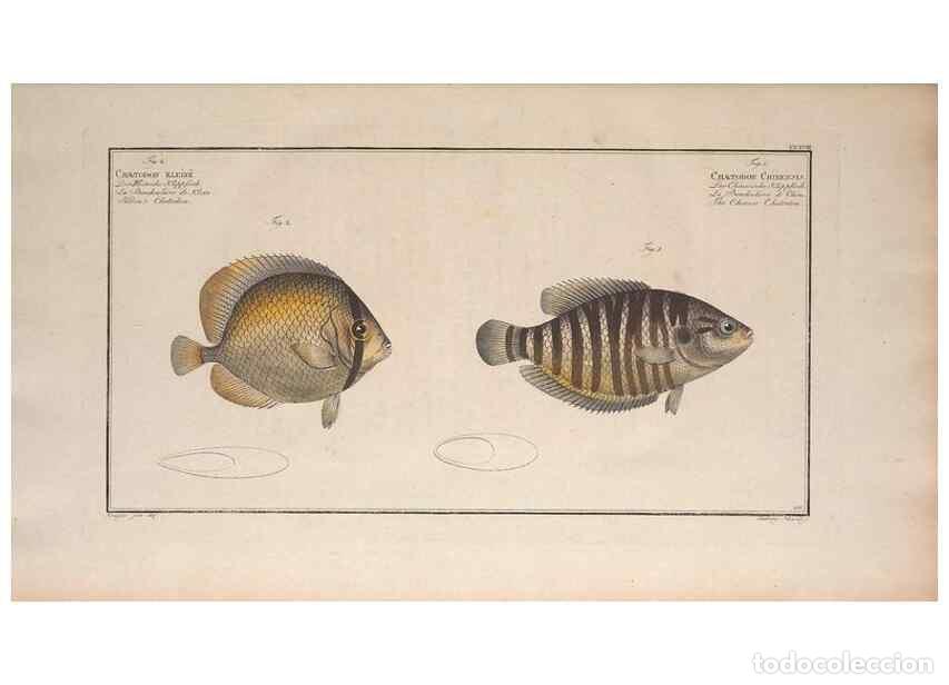 Colecionismo de Revistas e Jornais: Reproducci&oacute;n/Reproduction 49774599412: Ichtyologie, ou, Histoire naturelle, g&eacute;n&eacute;rale et particuli&egrave;re