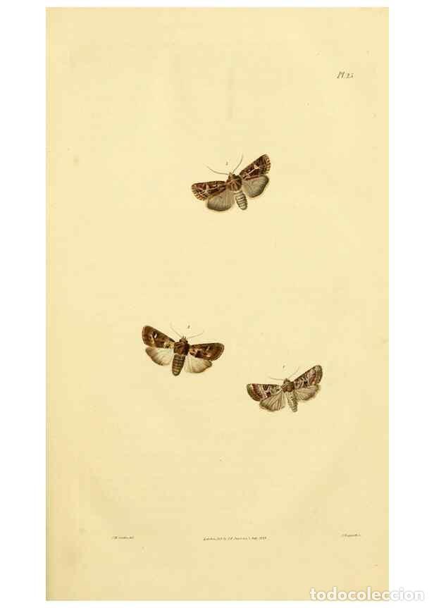 Colecionismo de Revistas e Jornais: Reproducci&oacute;n/Reproduction 49746422932: Illustrations of British entomology;. London:Printed for the