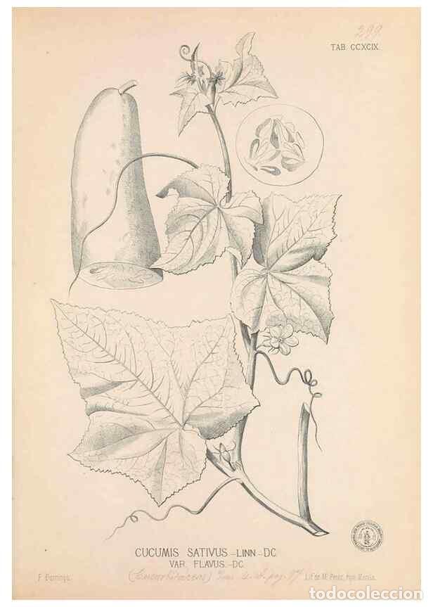 Colecionismo de Revistas e Jornais: Reproducci&oacute;n/Reproduction 49746652403: Flora de Filipinas,. Manila,Estab. tip. de Plana y ca.,1877-8