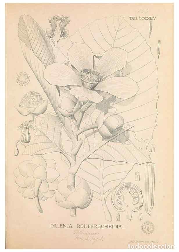 Colecionismo de Revistas e Jornais: Reproducci&oacute;n/Reproduction 49746664063: Flora de Filipinas,. Manila,Estab. tip. de Plana y ca.,1877-8