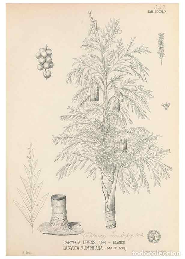Colecionismo de Revistas e Jornais: Reproducci&oacute;n/Reproduction 49746665363: Flora de Filipinas,. Manila,Estab. tip. de Plana y ca.,1877-8