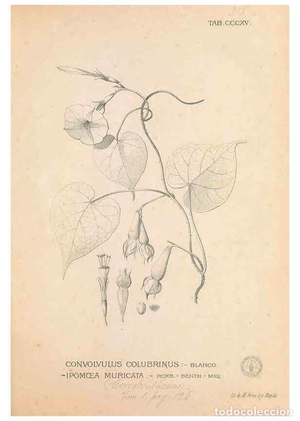 Colecionismo de Revistas e Jornais: Reproducci&oacute;n/Reproduction 49747197016: Flora de Filipinas,. Manila,Estab. tip. de Plana y ca.,1877-8