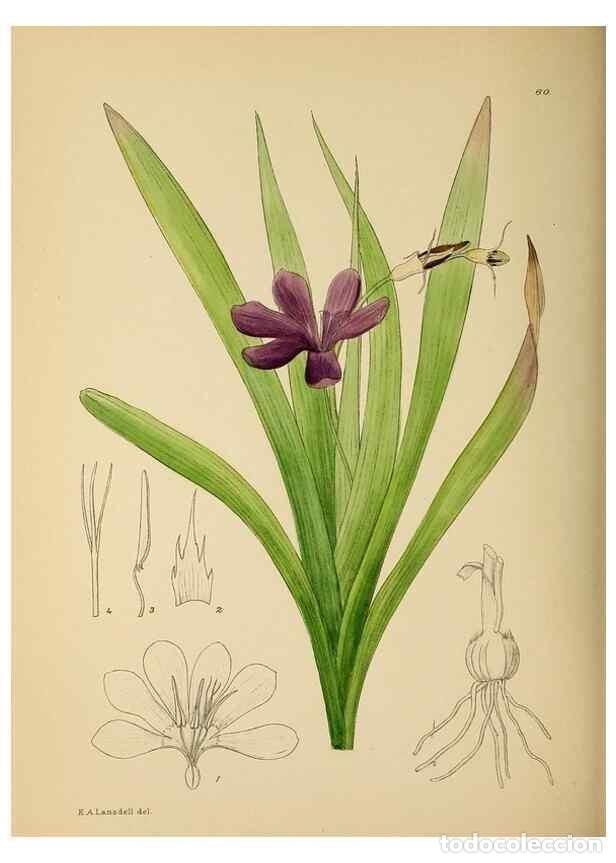 Colecionismo de Revistas e Jornais: Reproducci&oacute;n/Reproduction 49758065262: The Flowering plants of Africa.. Pretoria [etc.]Botanical Res