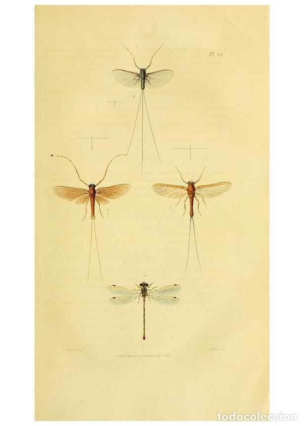 Colecionismo de Revistas e Jornais: Reproducci&oacute;n/Reproduction 49746494991: Illustrations of British entomology;. London:Printed for the