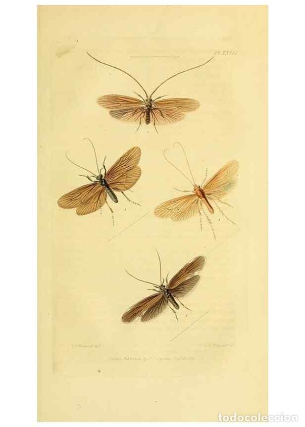Colecionismo de Revistas e Jornais: Reproducci&oacute;n/Reproduction 49746829477: Illustrations of British entomology;. London:Printed for the