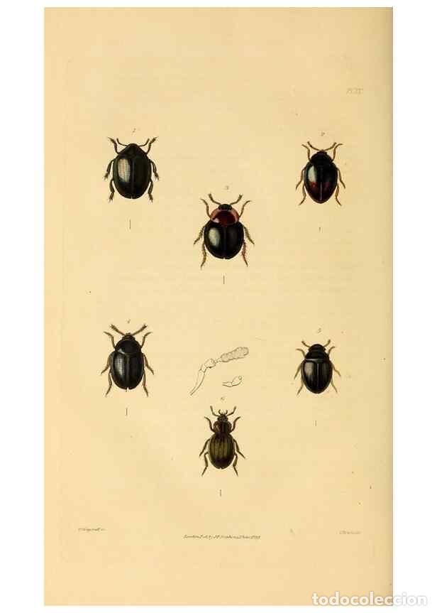 Colecionismo de Revistas e Jornais: Reproducci&oacute;n/Reproduction 49746358041: Illustrations of British entomology;. London:Printed for the