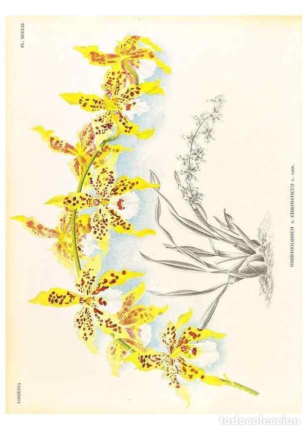 Colecionismo de Revistas e Jornais: Reproducci&oacute;n/Reproduction 49756792558: Lindenia :. Gand [Belgium] :Impr. F. Meyer-van Loo,1885-1906.