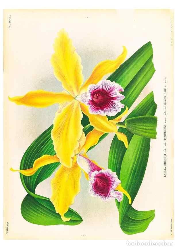 Colecionismo de Revistas e Jornais: Reproducci&oacute;n/Reproduction 49756787548: Lindenia :. Gand [Belgium] :Impr. F. Meyer-van Loo,1885-1906.