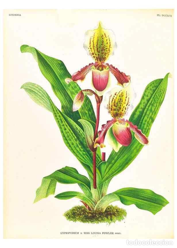 Colecionismo de Revistas e Jornais: Reproducci&oacute;n/Reproduction 49756788818: Lindenia :. Gand [Belgium] :Impr. F. Meyer-van Loo,1885-1906.