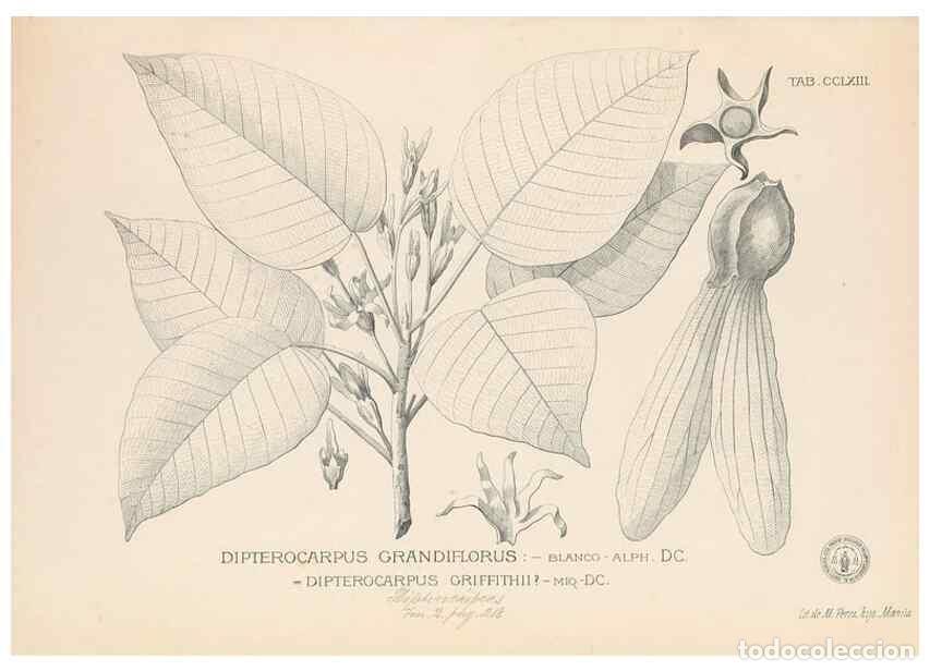 Coleccionismo de Revistas y Peri&oacute;dicos: Reproducci&oacute;n/Reproduction 49747511972: Flora de Filipinas,. Manila,Estab. tip. de Plana y ca.,1877-8